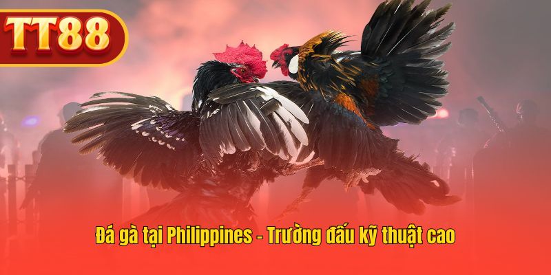 Sân đấu đá gà Philippines nổi tiếng với quy mô và kỹ thuật chuyên nghiệp.