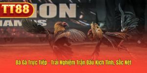 Đá Gà Trực Tiếp – Cảm Nhận Mọi Pha Hành Động