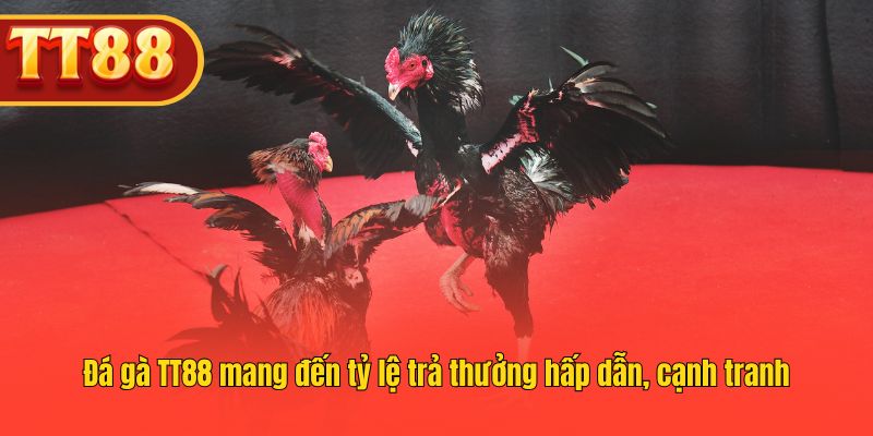 Người chơi có cơ hội nhận phần thưởng lớn tại TT88 Đá Gà.