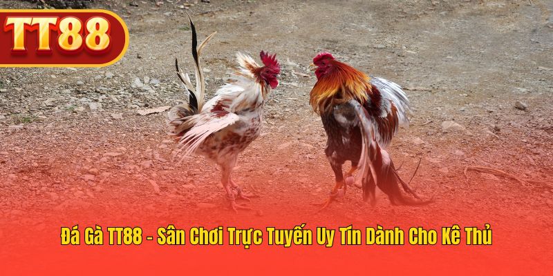 Khám Phá Đá Gà TT88 – Cược Trực Tuyến Uy Tín