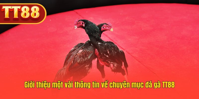 Sảnh đá gà TT88 mang đến trải nghiệm cá cược an toàn.