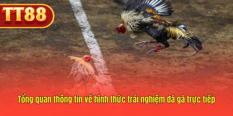 Tổng quan thông tin về hình thức trải nghiệm đá gà trực tiếp